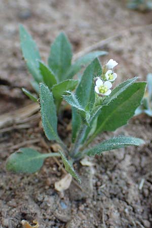 Capsella bursa-pastoris \ Hirtent�schel / Shepherd's Purse, D Aichtal 18.4.2018