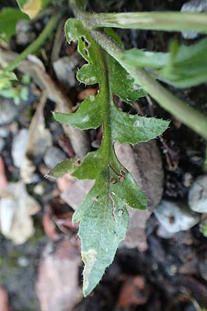Capsella praecox \ Fr�hbl�hendes Hirtent�schel / Cuneate Shepherd's Purse, D &Uuml;bach-Palenberg 23.5.2018