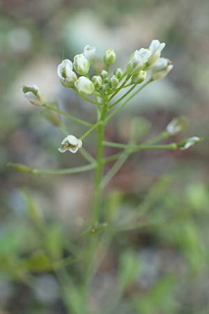 Capsella praecox \ Fr�hbl�hendes Hirtent�schel / Cuneate Shepherd's Purse, D &Uuml;bach-Palenberg 23.5.2018