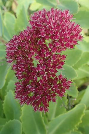 Hylotelephium spectabile x telephium \ Hohe Waldfetthenne / Autumn-Joy Stonecrop, D Dossenheim 13.10.2019