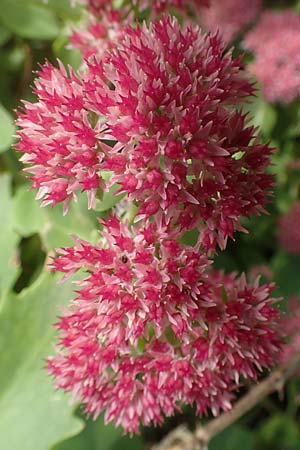 Hylotelephium spectabile x telephium \ Hohe Waldfetthenne / Autumn-Joy Stonecrop, D Dossenheim 13.10.2019