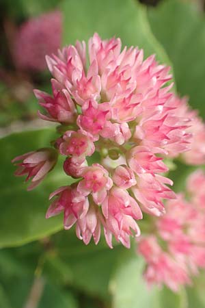 Hylotelephium spectabile x telephium \ Hohe Waldfetthenne / Autumn-Joy Stonecrop, D Dossenheim 13.10.2019