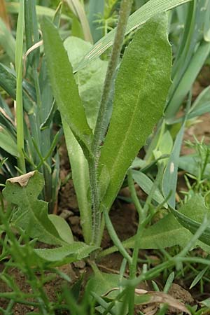 Capsella bursa-pastoris \ Hirtent�schel / Shepherd's Purse, D Westerwald, Hasselbach 8.6.2020