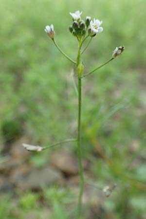 Capsella bursa-pastoris \ Hirtent�schel / Shepherd's Purse, D Gladenbach 22.6.2020