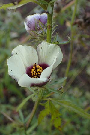 Hibiscus trionum \ Stunden-Eibisch / Bladder Ketmia, D Botan. Gar.  Universit.  Heidelberg 23.10.2021