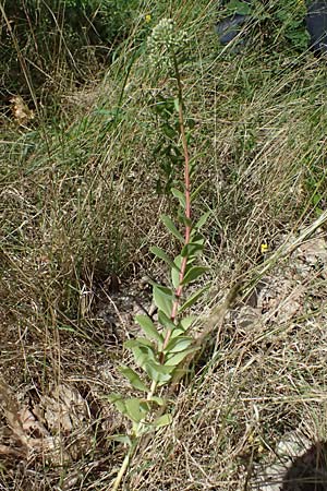 Hylotelephium telephium \ Purpur-Waldfetthenne / Witch's Moneybags, D Otzberg 16.8.2025