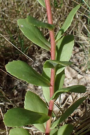 Hylotelephium telephium \ Purpur-Waldfetthenne / Witch's Moneybags, D Otzberg 16.8.2025