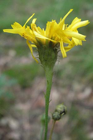Hieracium umbellatum \ Doldiges Habichtskraut / Narrow-Leaved Hawkweed, D Babenhausen 11.8.2007