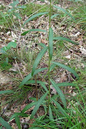 Hieracium umbellatum \ Doldiges Habichtskraut / Narrow-Leaved Hawkweed, D Babenhausen 11.8.2007