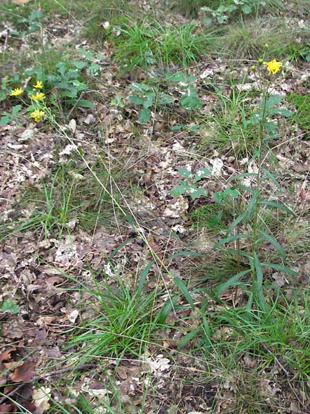 Hieracium umbellatum \ Doldiges Habichtskraut / Narrow-Leaved Hawkweed, D Babenhausen 11.8.2007