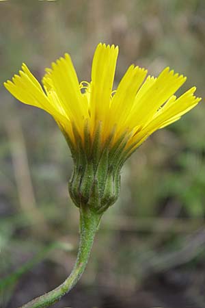 Hieracium sabaudum \ Savoyer Habichtskraut / Savoy Hawkweed, D Freiburg 12.7.2008