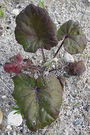 Tussilago farfara \ Huflattich / Colt's-Foot, D Ludwigshafen 8.7.2015