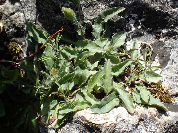 Hieracium humile \ Niedriges Habichtskraut / Dwarf Hawkweed, D Fridingen 3.6.2015