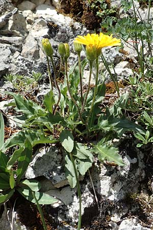 Hieracium humile \ Niedriges Habichtskraut / Dwarf Hawkweed, D Fridingen 3.6.2015