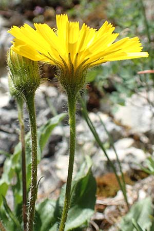 Hieracium humile \ Niedriges Habichtskraut / Dwarf Hawkweed, D Fridingen 3.6.2015