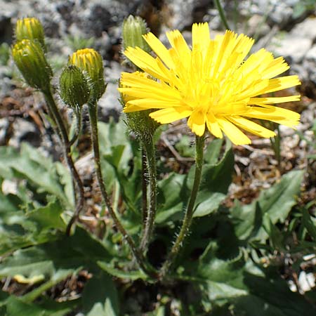 Hieracium humile \ Niedriges Habichtskraut / Dwarf Hawkweed, D Fridingen 3.6.2015