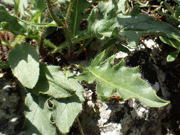 Hieracium humile \ Niedriges Habichtskraut / Dwarf Hawkweed, D Fridingen 3.6.2015