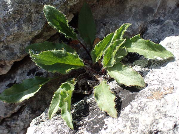 Hieracium humile \ Niedriges Habichtskraut / Dwarf Hawkweed, D Fridingen 3.6.2015