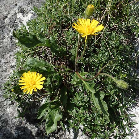 Hieracium humile \ Niedriges Habichtskraut / Dwarf Hawkweed, D Fridingen 3.6.2015