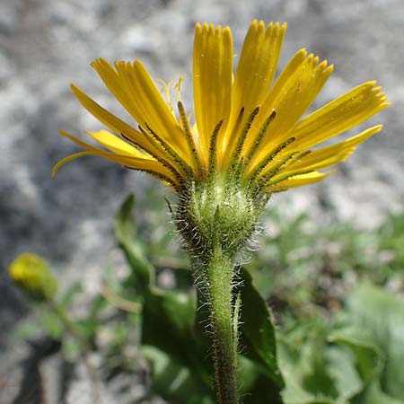 Hieracium humile \ Niedriges Habichtskraut / Dwarf Hawkweed, D Fridingen 3.6.2015