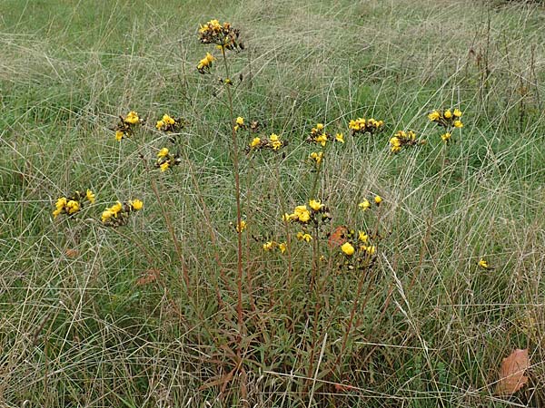 Hieracium umbellatum \ Doldiges Habichtskraut / Narrow-Leaved Hawkweed, D Odenwald, Nieder-Beerbach 16.10.2015