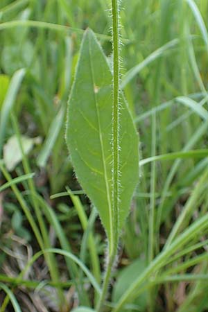 Hieracium umbrosum \ Schattenliebendes Habichtskraut / Shade Hawkweed, D Spaichingen 26.6.2018
