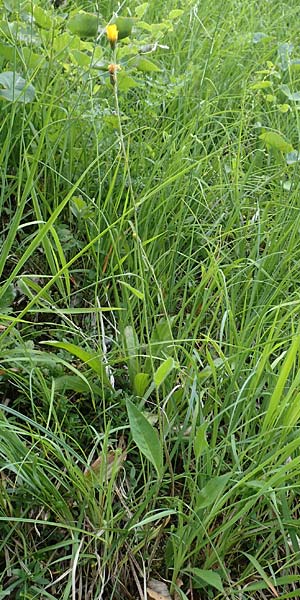 Hieracium umbrosum \ Schattenliebendes Habichtskraut / Shade Hawkweed, D Spaichingen 26.6.2018