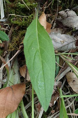 Hieracium umbrosum \ Schattenliebendes Habichtskraut / Shade Hawkweed, D Spaichingen 26.6.2018