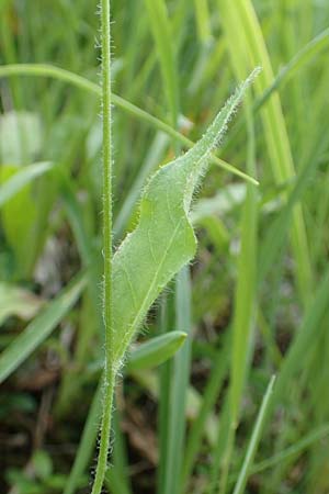 Hieracium umbrosum \ Schattenliebendes Habichtskraut / Shade Hawkweed, D Spaichingen 26.6.2018