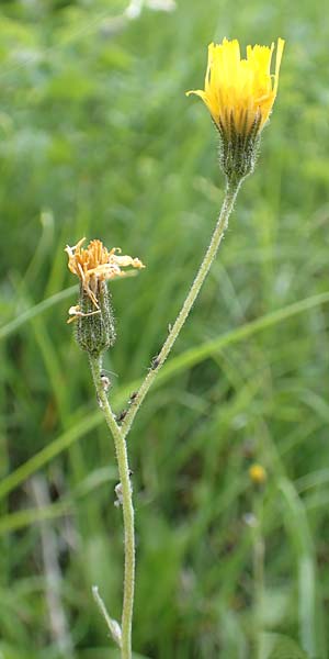 Hieracium umbrosum \ Schattenliebendes Habichtskraut / Shade Hawkweed, D Spaichingen 26.6.2018