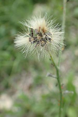 Hieracium umbrosum \ Schattenliebendes Habichtskraut / Shade Hawkweed, D Spaichingen 26.6.2018