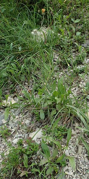 Hieracium umbrosum \ Schattenliebendes Habichtskraut / Shade Hawkweed, D Spaichingen 26.6.2018