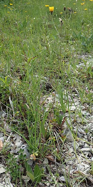 Hieracium umbrosum \ Schattenliebendes Habichtskraut / Shade Hawkweed, D Spaichingen 26.6.2018