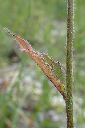 Hieracium umbrosum \ Schattenliebendes Habichtskraut / Shade Hawkweed, D Spaichingen 26.6.2018