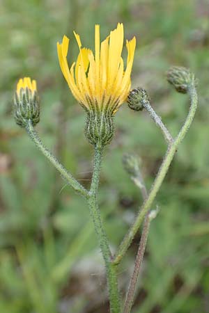 Hieracium umbrosum \ Schattenliebendes Habichtskraut / Shade Hawkweed, D Spaichingen 26.6.2018