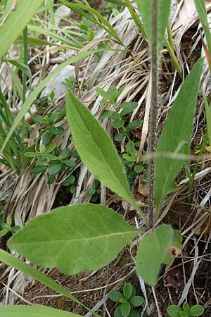 Hieracium umbrosum \ Schattenliebendes Habichtskraut / Shade Hawkweed, D Spaichingen 26.6.2018