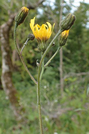 Hieracium umbrosum \ Schattenliebendes Habichtskraut / Shade Hawkweed, D Spaichingen 26.6.2018