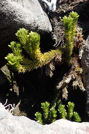 Huperzia selago \ Tannen-B�rlapp / Fir Clubmoss, D Schwarzwald/Black-Forest, Hornisgrinde 22.7.2020