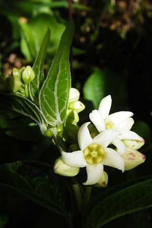 Vincetoxicum hirundinaria \ Schwalbenwurz / White Swallow Wort, D Hechingen 3.6.2015