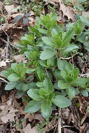 Hylotelephium telephium \ Purpur-Waldfetthenne / Witch's Moneybags, D Heidelberg 17.3.2017