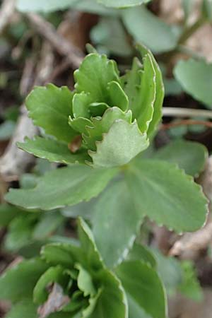 Hylotelephium telephium \ Purpur-Waldfetthenne / Witch's Moneybags, D Heidelberg 17.3.2017