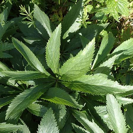 Helleborus viridis subsp. occidentalis \ Westliche Gr�ne Nieswurz / Western Green Hellebore, D Korschenbroich-Neersbroich 23.4.2017