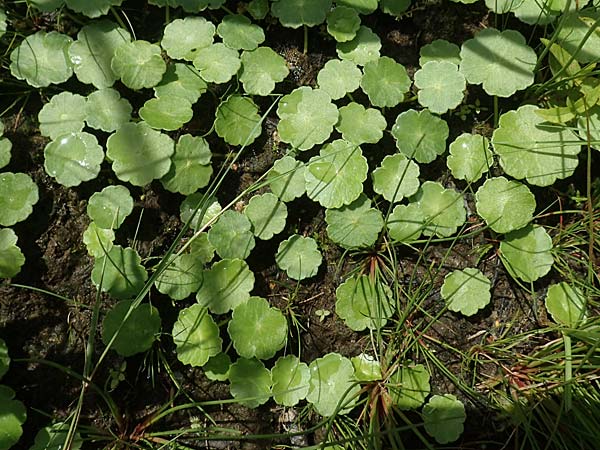 Hydrocotyle vulgaris \ Gew�hnlicher Wassernabel / Marsh Pennywort, D Kaiserslautern 19.8.2020