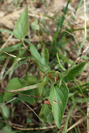 Viola canina \ Hunds-Veilchen / Dog Violet, D B&ouml;hl-Iggelheim 2.7.2023