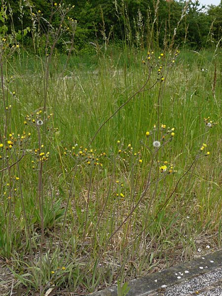 Hieracium walteri-langii \ Walter Langs Habichtskraut / Walter Lang's Hawkweed, D Gundersheim 24.5.2015