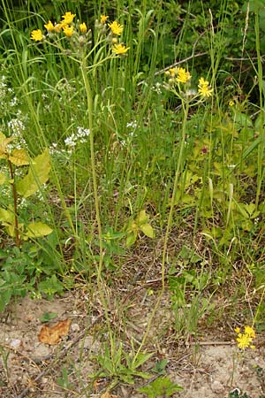 Hieracium walteri-langii \ Walter Langs Habichtskraut / Walter Lang's Hawkweed, D Gundersheim 24.5.2015