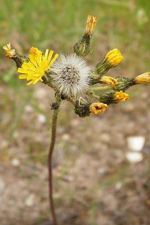 Hieracium walteri-langii \ Walter Langs Habichtskraut / Walter Lang's Hawkweed, D Gundersheim 24.5.2015