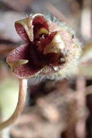 Asarum europaeum \ Haselwurz / Asarabacca, D Gochsheim 17.5.2018