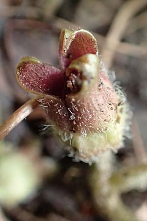 Asarum europaeum \ Haselwurz / Asarabacca, D Gochsheim 17.5.2018