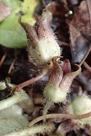 Asarum europaeum \ Haselwurz / Asarabacca, D Gochsheim 17.5.2018
